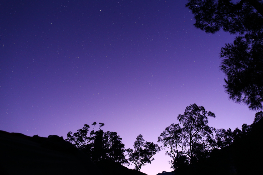 shadows of trees at dawn on a purple sky